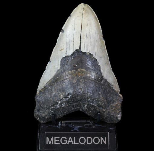 Giant, Megalodon Tooth - North Carolina #66097